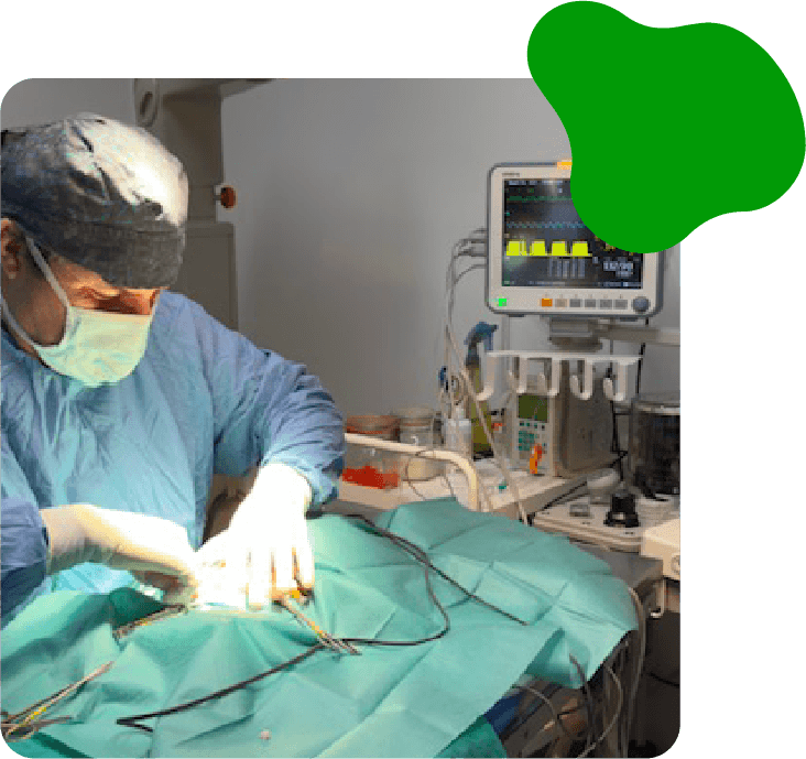 Cirugía veterinaria