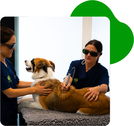 Clinica Veterinaria El Arca La Coruña Clinica Veterinaria El Arca La Coruña